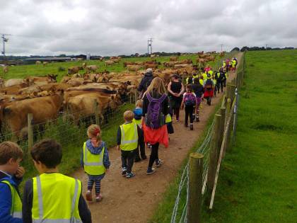 The cows came to greet the walkers