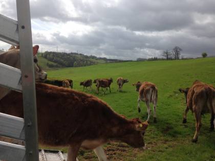 Some young ones go into a very large field