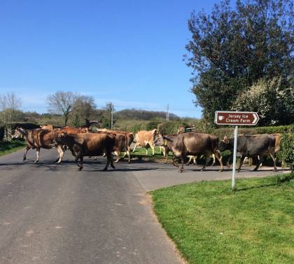 Not a car in sight while the girls cross the road