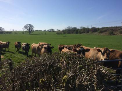 This field of grass is great - thanks